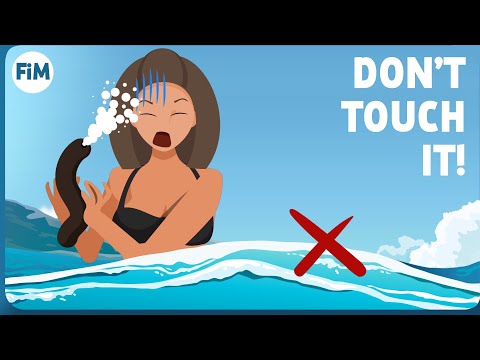 Why Sea Cucumbers Are Dangerous