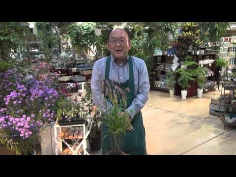 ブルージェットオーツ 植物