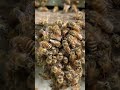 Hot Defensive Bee Ball vs Giant Hornet