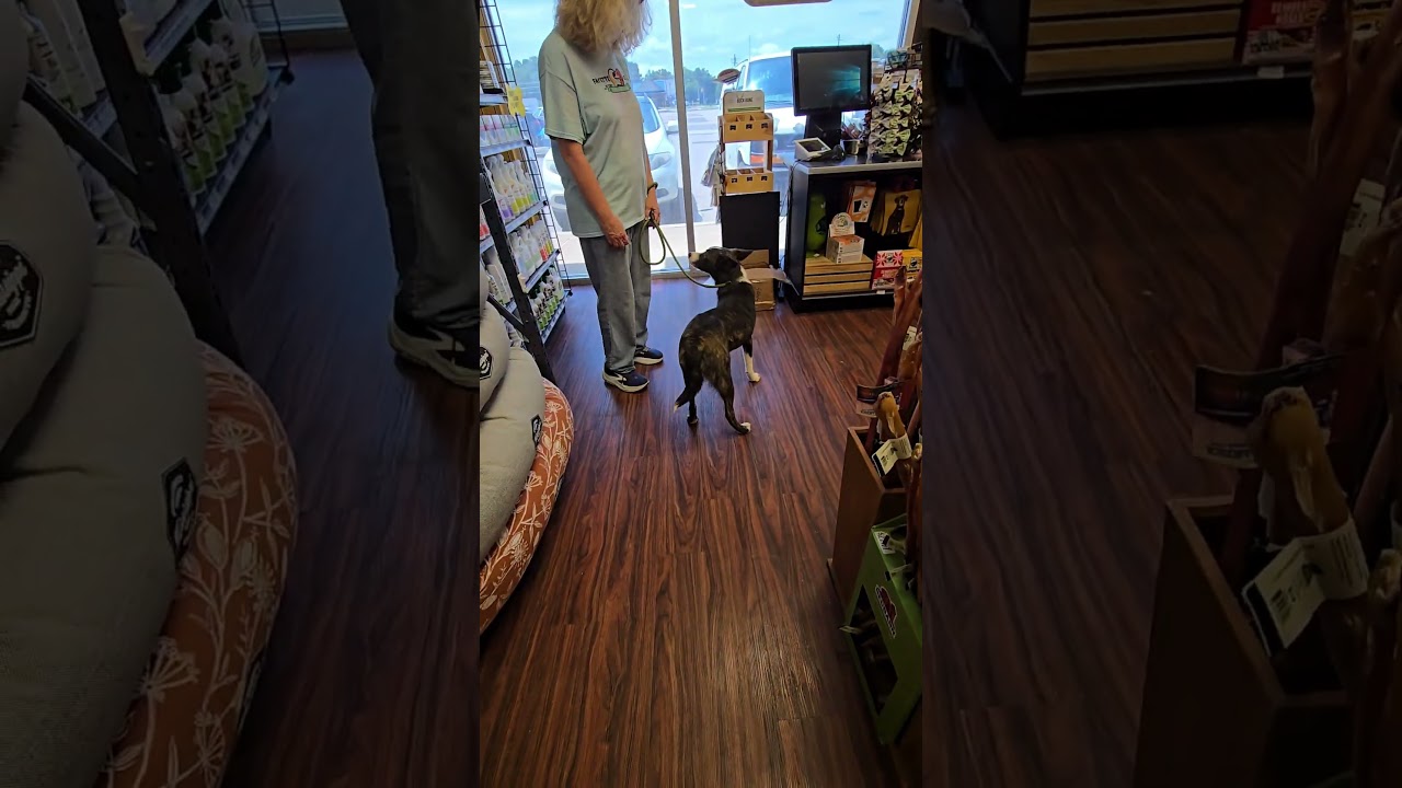 Enlarge Rex, a Adoptable mixed breed in Rossville, TN video 5/5