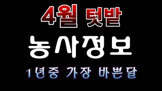 [텃밭농부.975]  가장 바쁜달 4월 텃밭농사 이렇게!