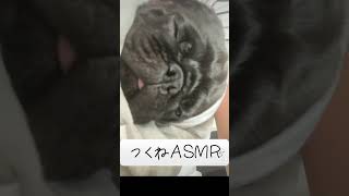 #かわいい ＃dog ＃cute ＃pug ＃パグ ＃asmr