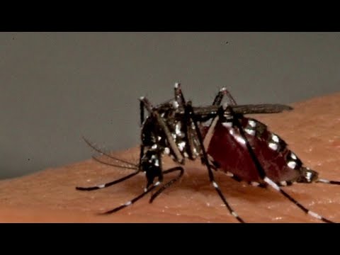 Santé - Moustique : l’année du tigre