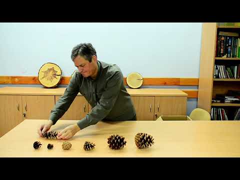 Sosny – drzewa niezwykłe. Odcinek 23.