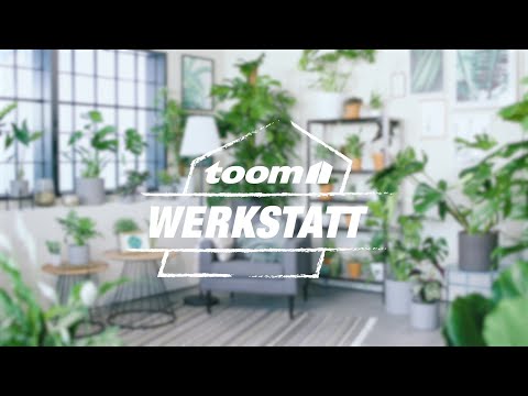 toom Pflanzentipps: Monstera Deliziosa - Fensterblatt | toom Baumarkt