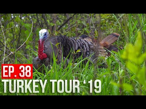 GOBBLER AT 10 FEET! | Wisconsin Public Land Turkey Hunting