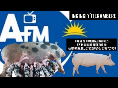 BYINSHI KU BWOROZI BW'INGURUBE ZA KIJYAMBERE// NYANZA, MUYIRA HO KU MAYAGA/ #INKINGI Y'ITERAMBERE