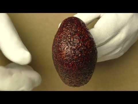 Ser Jacopo R1 A Maxima  - pipe 1650