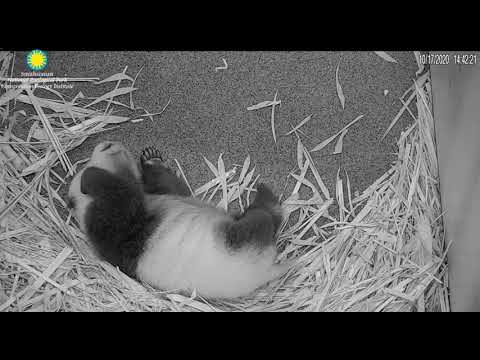 PANDA MEI XIANG'S CUB XIAO QI JI 231