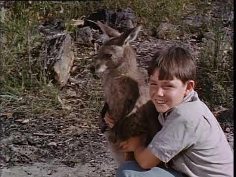 Skippy The Bush Kangaroo (1968) - Trailer
