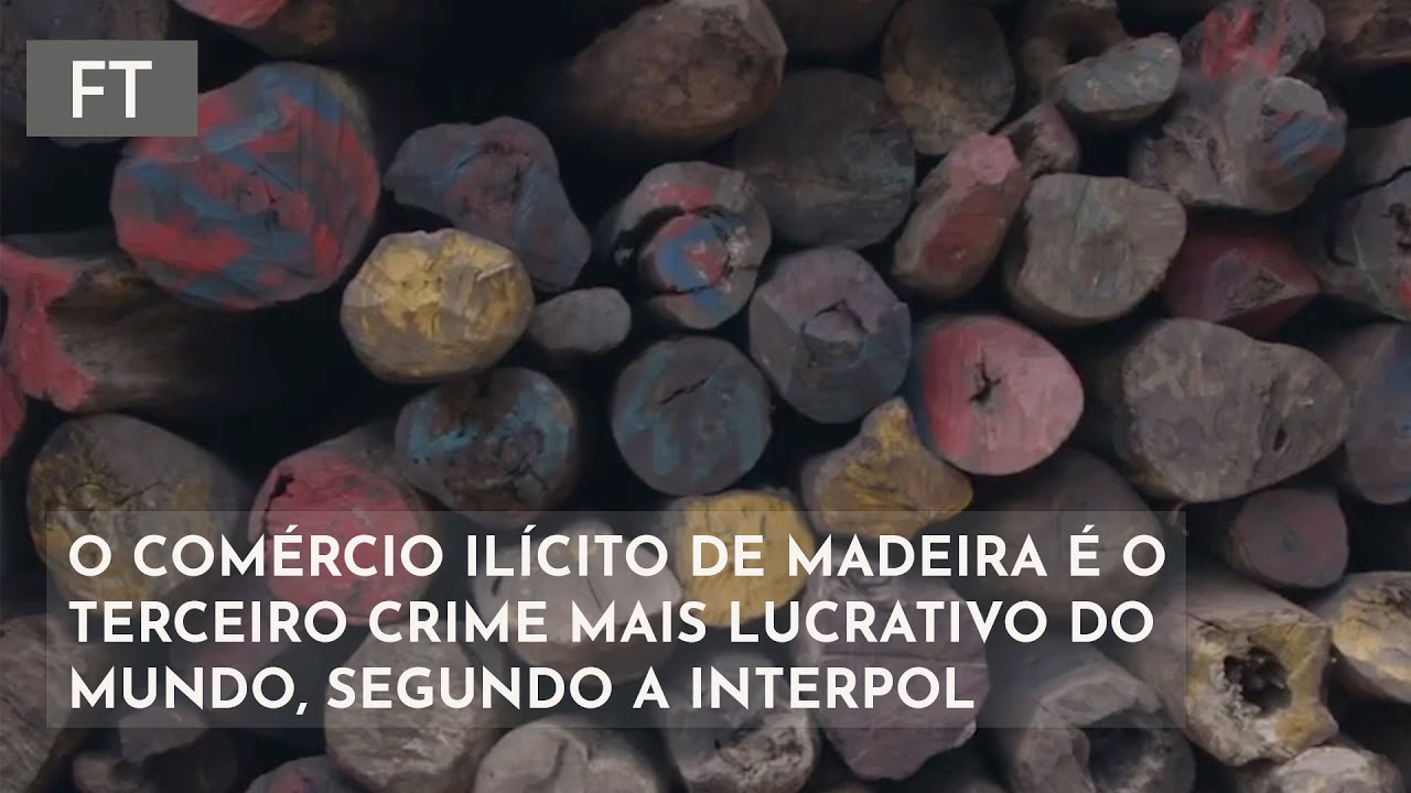 O comércio ilícito de madeira é o terceiro crime mais lucrativo, segundo a Interpol