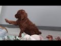 Standard Poodle dogs for sale: Asher AKC - Video 1
