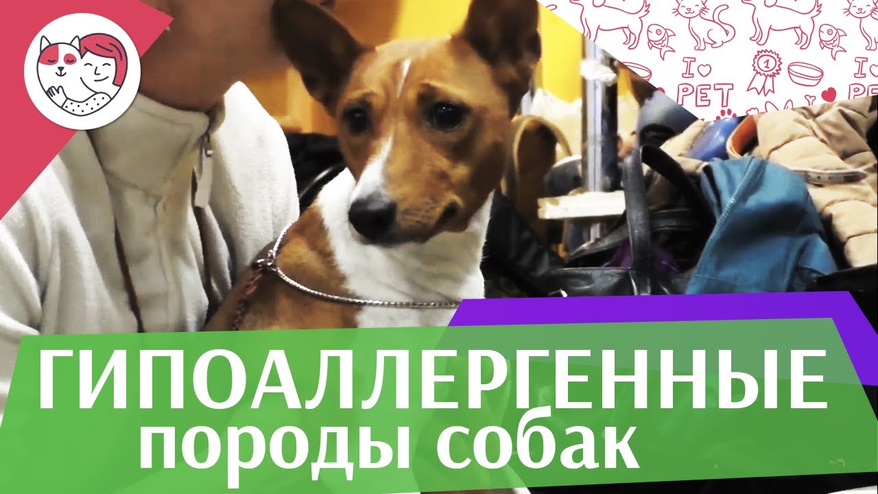 5 гиппоаллергенных пород собак на ilikepet