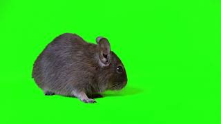 Green Screen Rat walking no copyright | mouse running green screen