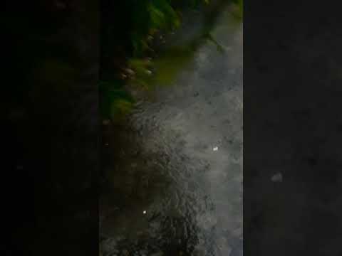 RAIN..NATURAL..FLOWERS.PART#2.. ALLAH-HU-AKBAR.. SUBHAN-ALLAH.. MUST WATCH. FOR YOU.