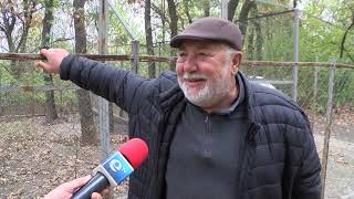 Вълк се разхожда свободно на Кенана, от зоопарка отричат да е избягал от там