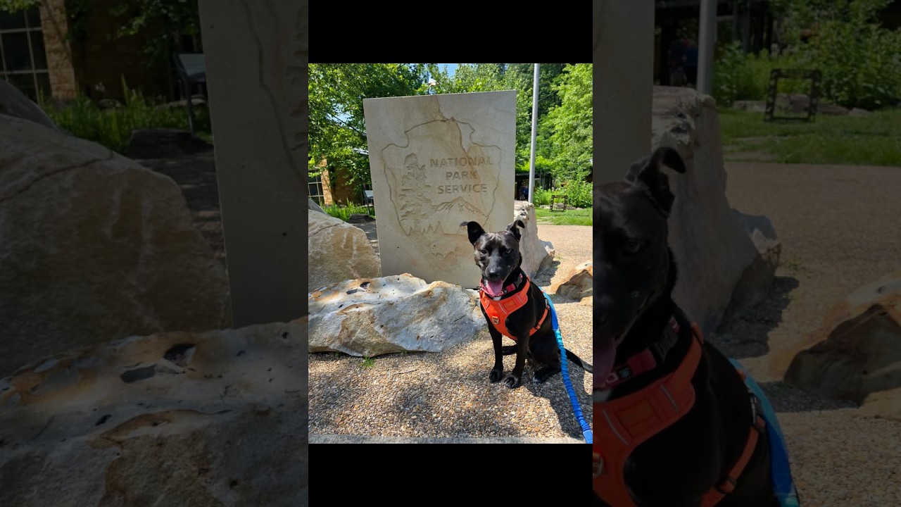 JOSIE, a Adoptable mixed breed in Washington, DC video 6/6