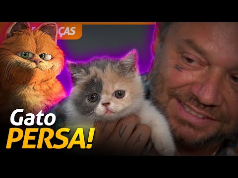 TUDO SOBRE OS GATOS EXÓTICO PERSA HIMALAIA! | RICHARD RASMUSSEN