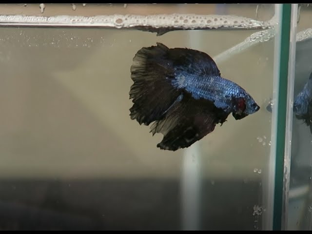 How to Clean a Dirty Betta Fish Tank (10 Gallons)