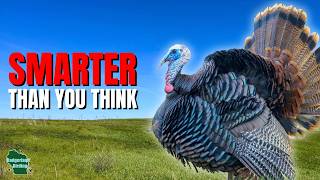 5 Things You Didn't Know About Turkeys!