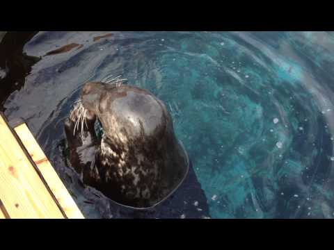 grey seal, Nino, getting a large cod for enrichment