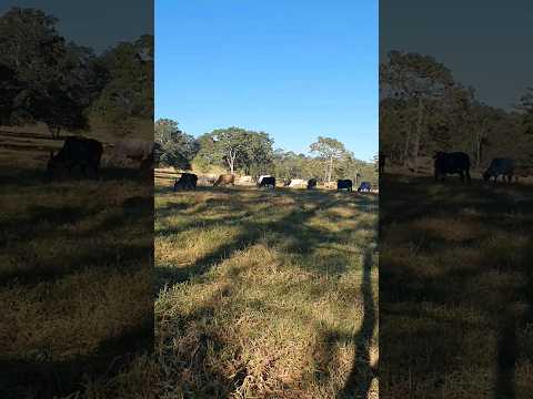 Grande momento, fortaleça o canal com sua inscrição #zunarural #animais