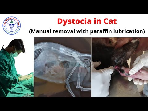 Dystocia | Cat