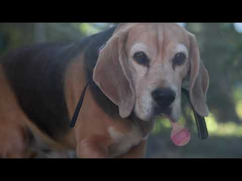 21 Wacal Road, Mothar Mountain, QLD 4570, 5 ਕਮਰੇ, 3 ਬਾਥਰੂਮ, House