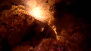 preview picture of video 'Night Dive: Morey Eel on the move at Semporna Harbour, Borneo, Malaysia'