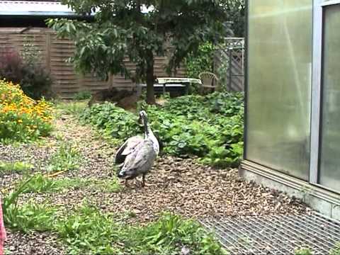 Lausitzer Heidehof.mpg