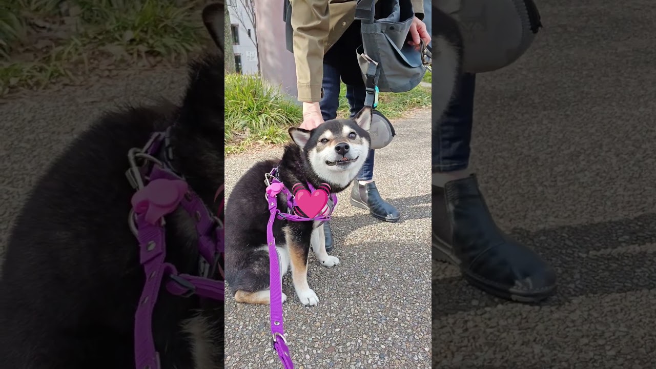 【ナデナデしてもらってご機嫌な黒柴のうーちゃん💓】