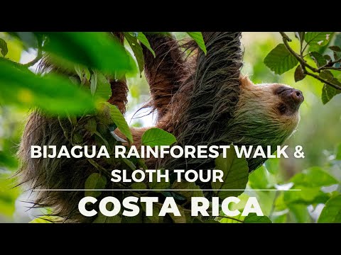 Exploring the Bijagua Rainforest and Finding Sloths! (DAY TRIP FROM TAMARINDO)