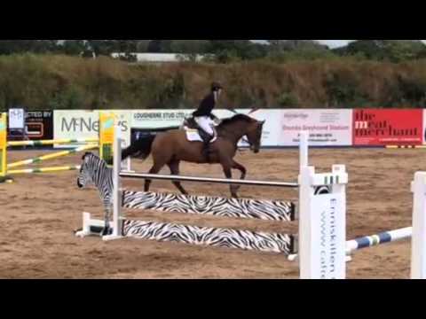 5 year old Tygo x Lupicor