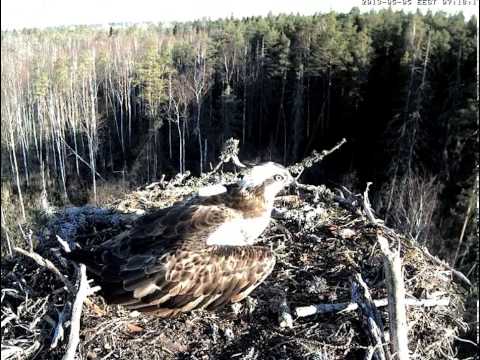 ESTLAT Osprey Nest ~ Madis & Piret - 05.05.2013.  7:18
