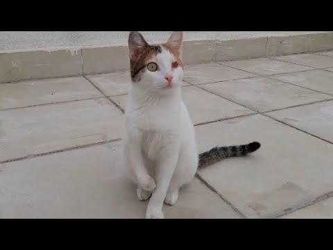 1 Day With My Disabled Cat/Engelli Kedimle 1 Günümüz