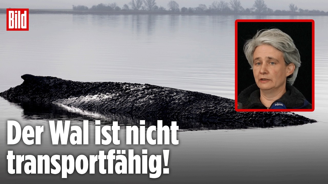 WAL DRAMATISCH GESCHWÄCHT: Experten sehen kaum noch Rettungschance