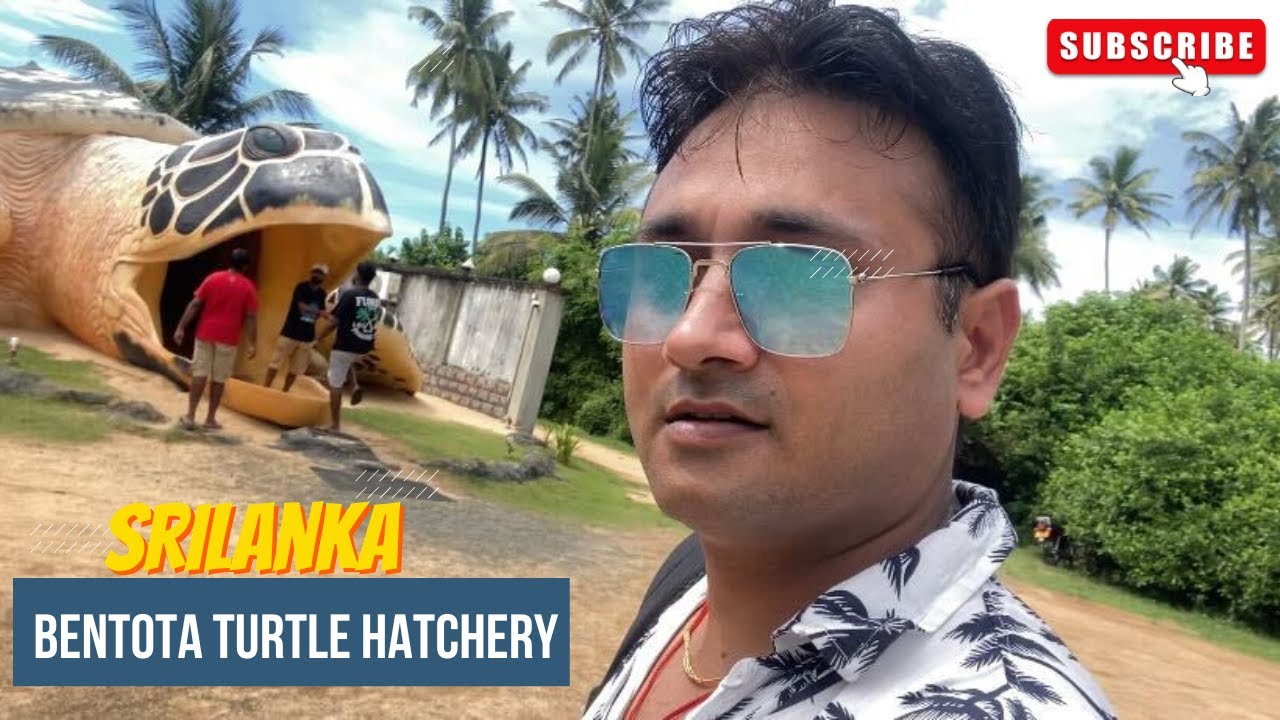Join a tourist on a visit to Bentota Turtle Hatchery.