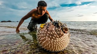 Live Pufferfish Eating from the Beach | How to cut live Pufferfish | Puffer Fish Cutting