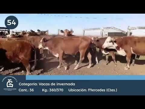 Lote VC INV - Mercedes Corrientes