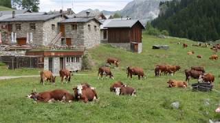 Pralognan la Vanoise, Les Prioux, été 2017, Lumix G80 G85