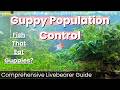 Complete Guide To Controlling Guppy Populations In Planted Aquariums In 5 Mins