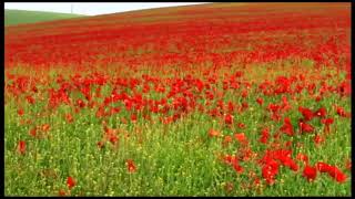 A Day To Myself - Clifford T. Ward