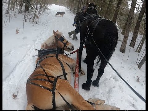 DRAFT HORSE DOWN! \\ Riley Takes A Tumble!