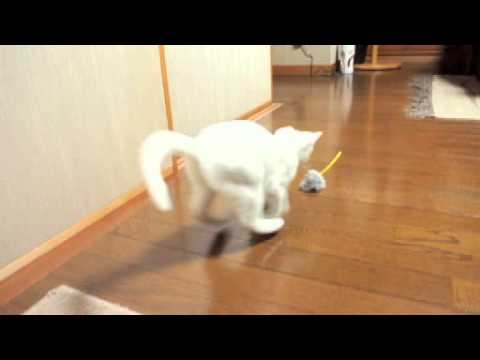 子猫のバニラ