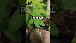 Download lagu Acacia's tree facts #facts #asmr #diy #satisfying #trending #shorts mp3 Download lagu Acacia's tree facts #facts #asmr #diy #satisfying #trending #shorts mp3