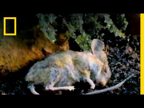 Totengräberkäfer | National Geographic