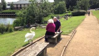 Swan thug at Scottish Borders