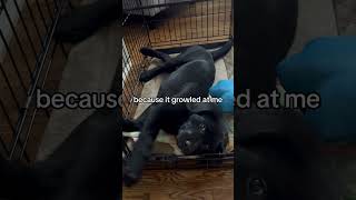MY BLACK LAB AS A PUPPY!!! #cutedogs #puppy #labrador #puppylove