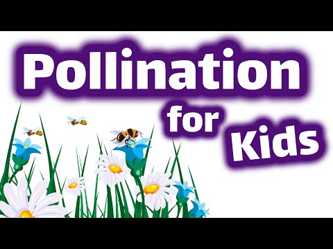 , title : 'Pollination for Kids