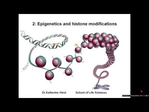 Introduction to epigenetics and histone modifications